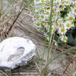 <p>Hochzeitsfoto, Surendorf, Strandhochzeit, Heiraten am Strand, Kiel</p>