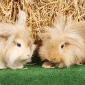 <p>zwei Kaninchen, Tierfoto in Kiel und Umgebung</p>