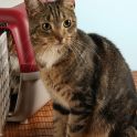 <p>Hauskatze, Kater</p>