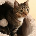 <p>Hauskatze, Kater</p>