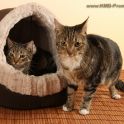 <p>2 Hauskatzen, Kater</p>