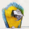 <p>Papagei Ara</p>