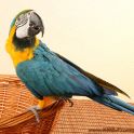 <p>Papagei, Ara, blau, gelb</p>