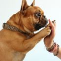 <p>Tierfotoaktion, Hundefoto, Boxer</p>