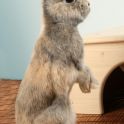 <p>Tierfotoaktion, graues stehendes Kaninchen</p>