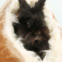 <p>Tierfotoaktion, schwarzes Kaninchen</p>